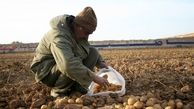 اقتصاد بدون نفت؛ برداشت 31000 تُن سیب‌زمینی از مزارع خراسان‌شمالی به‌روایت تصویر