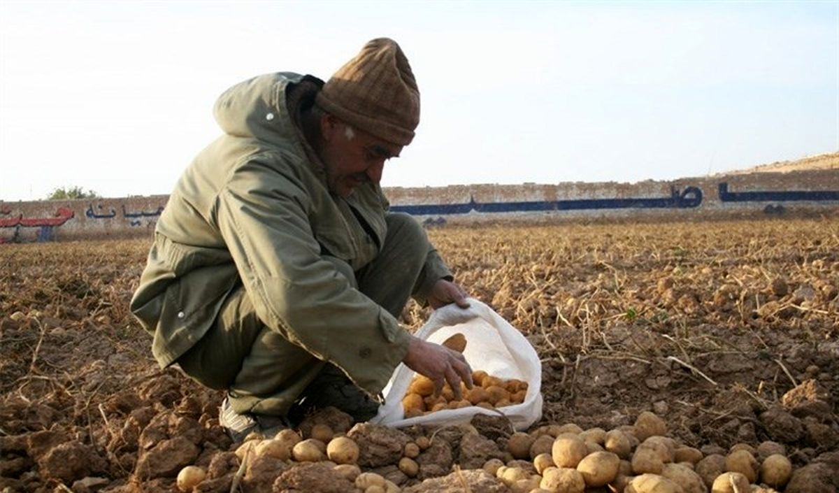 اقتصاد بدون نفت؛ برداشت 31000 تُن سیب‌زمینی از مزارع خراسان‌شمالی به‌روایت تصویر