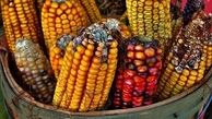 ابهام در استفاده از محصولات تراریخته