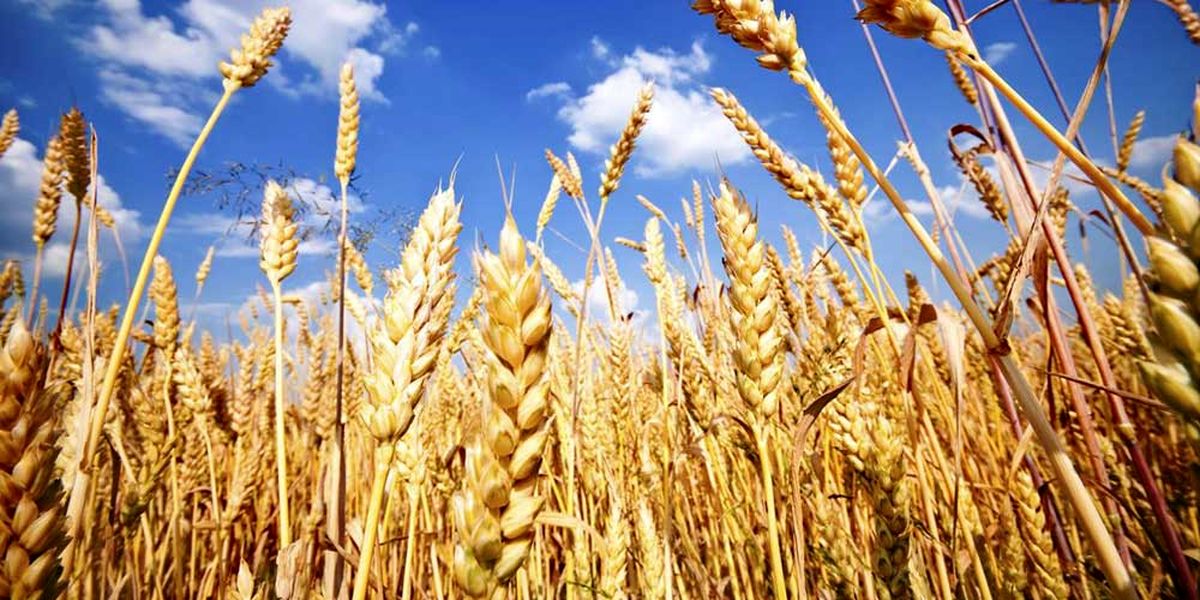 معاون وزیر: از قیمت تضمینی خرید گندم راضی نیستیم