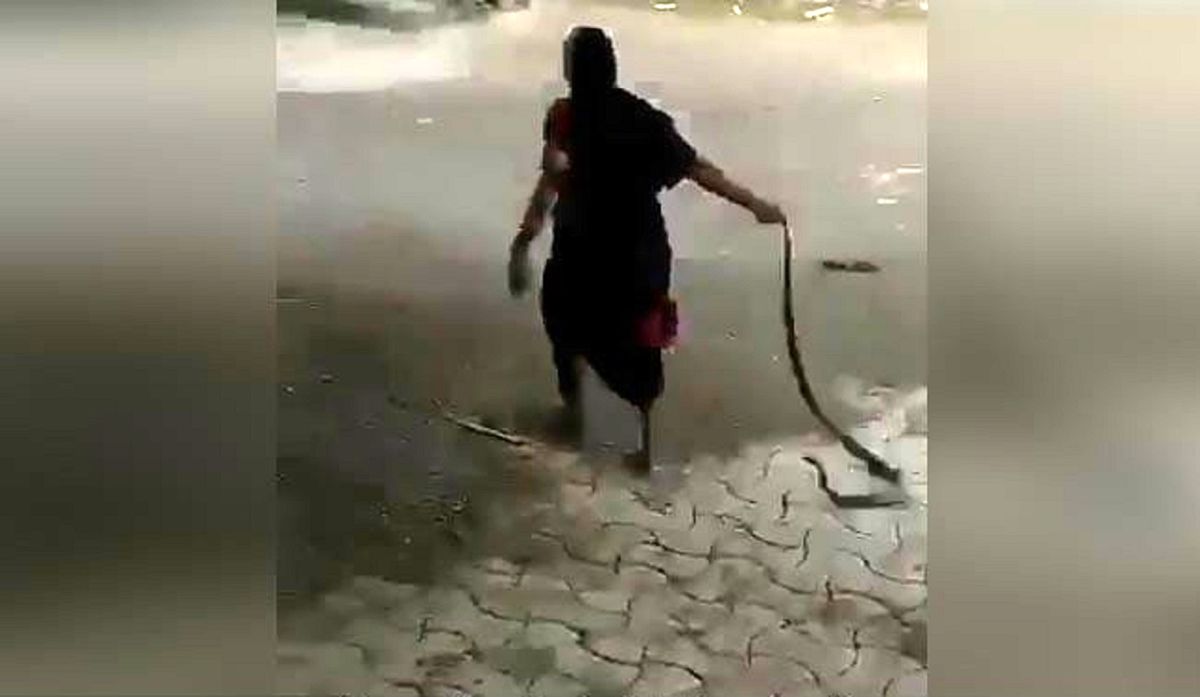 اقدام خطرناک زن سالخورده در گرفتن مار کبرا