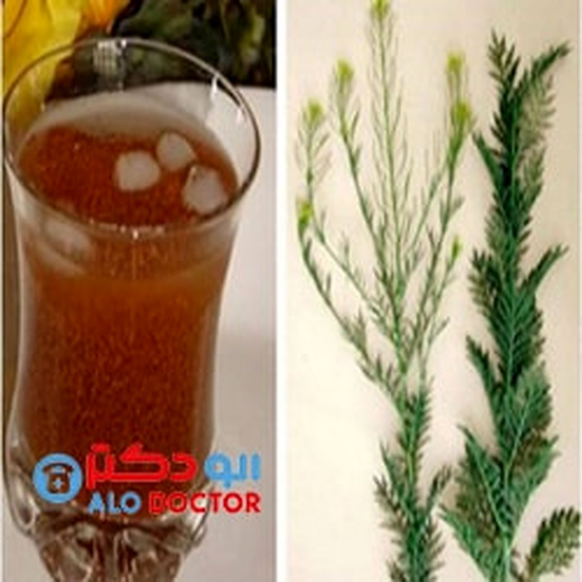 خواص خاکشیر که تا به حال نشنیده اید