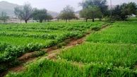 هشدار فائو در خصوص حمله تهاجمی ملخ ها