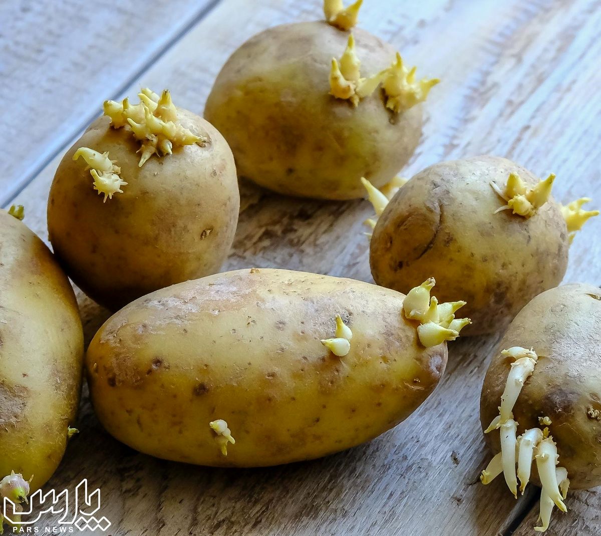 آیا خوردن سیب زمینی جوانه زده سرطان زا و سمی است ؟