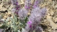 چای کوهی برای درمان اکثر بیماری‌ها