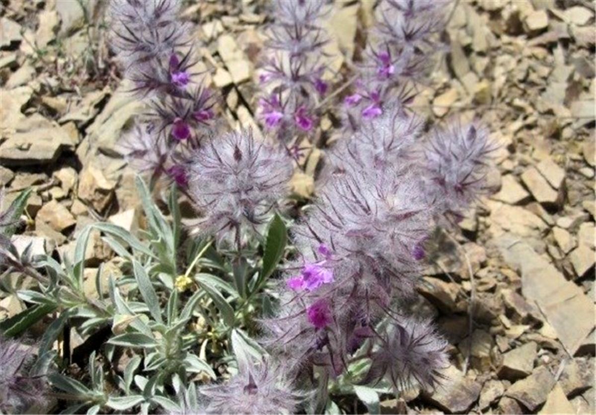 چای کوهی برای درمان اکثر بیماری‌ها