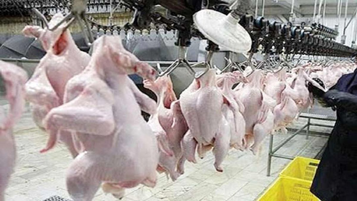 دستور قضایی ترخیص فوری هزار تن مرغ وارداتی