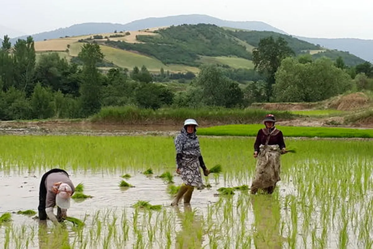 قانون رفع تداخل امور اراضی ما بین کشاورزان و منابع طبیعی