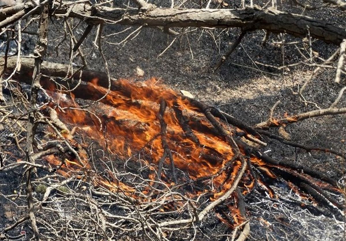 مرگ تدریجی ‌‌‌‌‌‌‌‌‌‌‌‌‌‌‌‌‌‌‌‌‌‌‌‌‌‌‌‌‌‌‌‌‌‌جنگل‌های زاگرس در سایه غفلت انسان‌ها 