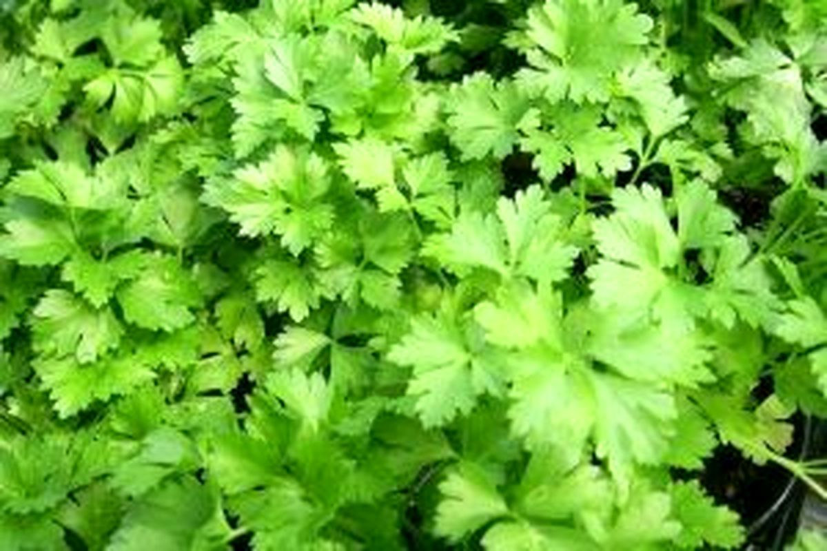 این سبزی را برای کاهش وزن انتخاب کنید! 