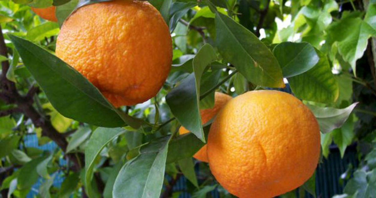 تاثیر آب نارنج بر فشار خون