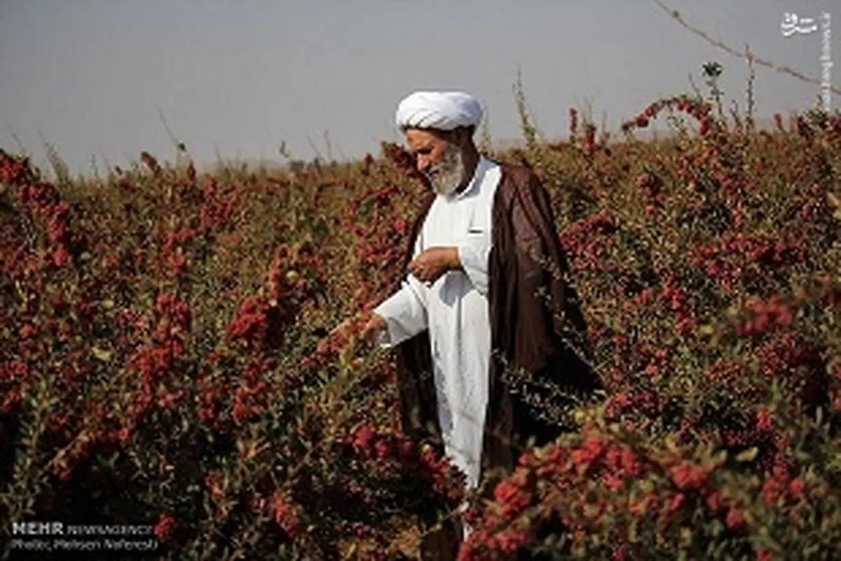 روحانی که کشاورز نمونه شد +عکس