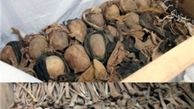 کشف گور جمعی ۶۰ فلسطینی قربانی جنگ ۱۹۴۸