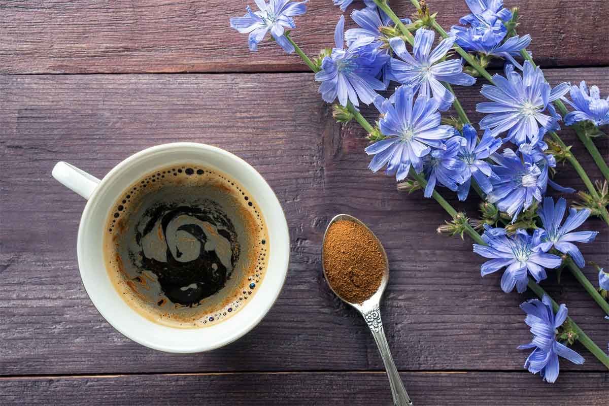قهوه کاسنی یا چیکوری کافی چیست ؟