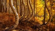 درختان خمیده جنگلی در طبیعت زیبای پاییزی/عکس