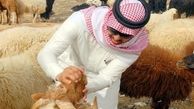 آينده از آن گوسفندان نيست