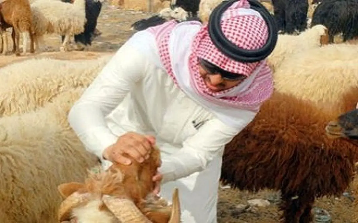 آينده از آن گوسفندان نيست