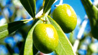 بررسی کاهش تعرفه واردات روغن زیتون 