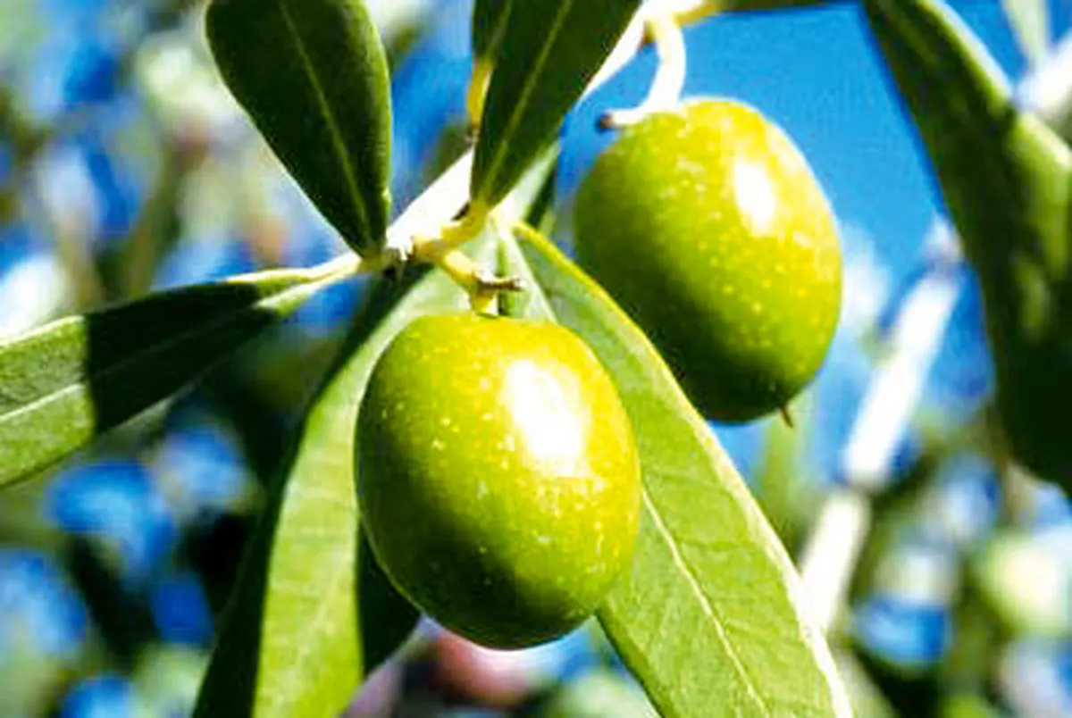 بررسی کاهش تعرفه واردات روغن زیتون 