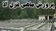 جوانی با سرمایه ۳ میلیون به درآمد ۸ میلیونی در ماه رسید 
