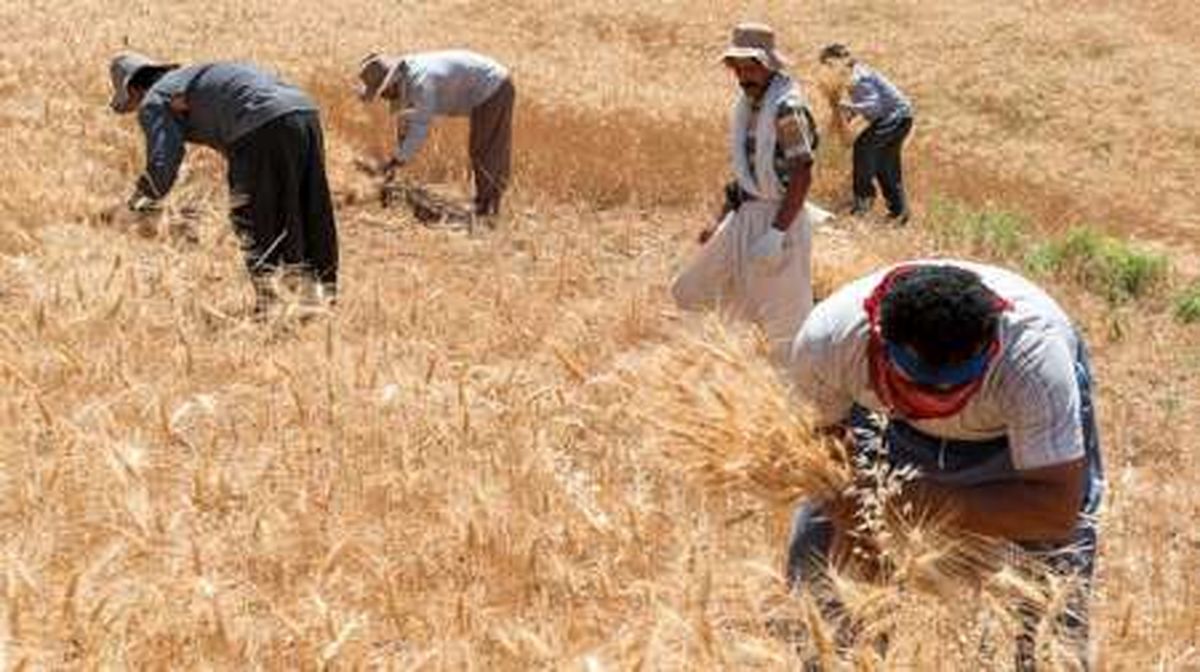 دولت هزینه های تامین گندم را صرف کشاورزان داخلی می کند
