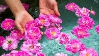 آغاز جشنواره گلابگیری در پایتخت گل ایران