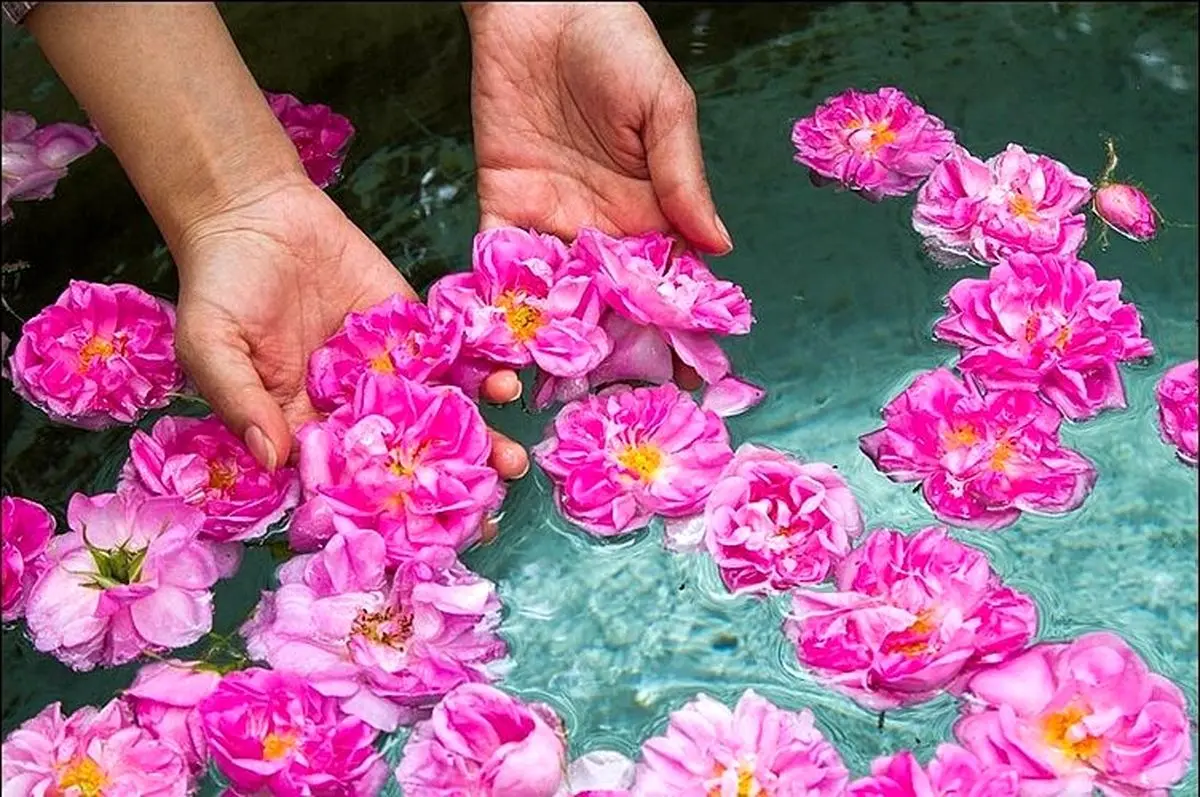 آغاز جشنواره گلابگیری در پایتخت گل ایران