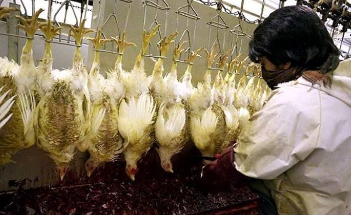 دلایل تجمع مرغداران مقابل نهاد ریاست جمهوری
