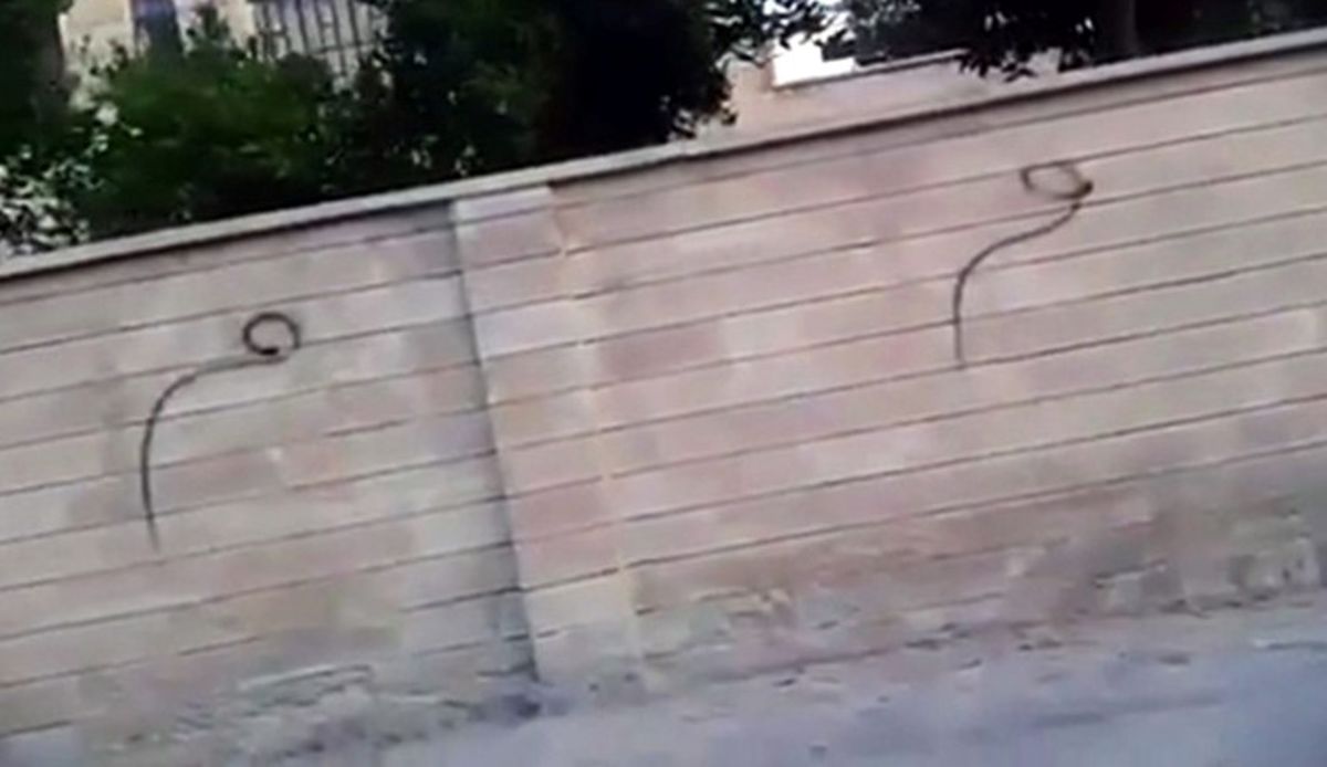 چرا داعش از حرف "میم" وحشت دارد؟!