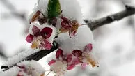 خسارات سرمازدگی بخش باغی بیش از 6 هزار میلیارد تومان است