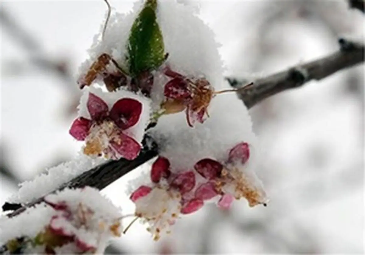 خسارات سرمازدگی بخش باغی بیش از 6 هزار میلیارد تومان است