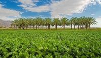 باور کنید این طبیعت بوشهر است + عکس