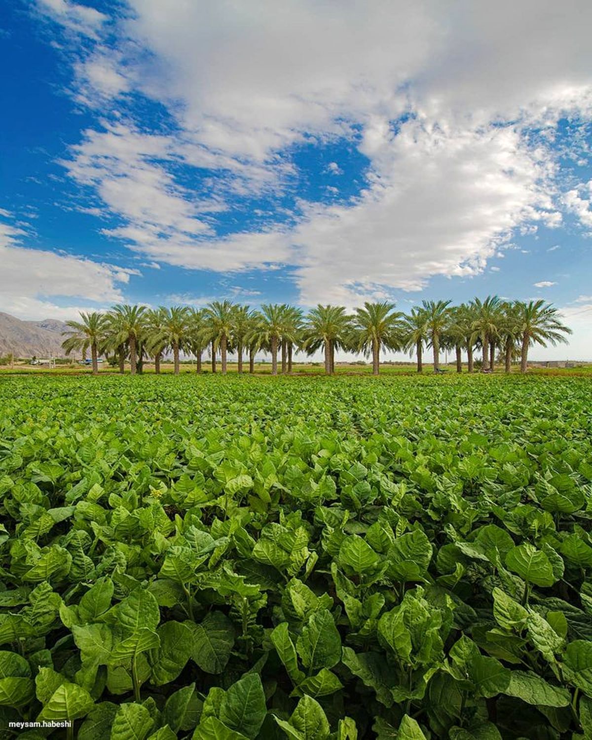 باور کنید این طبیعت بوشهر است + عکس