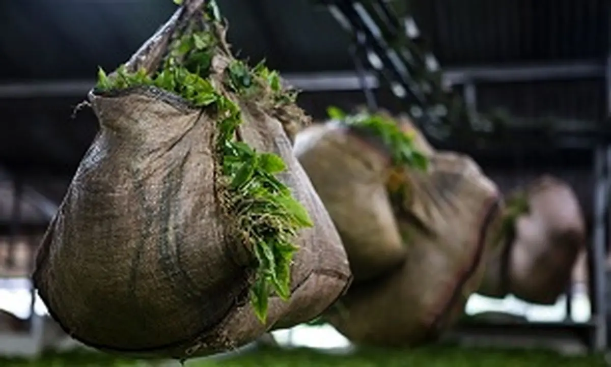 هندی‌ها به دنبال مدرنیزه کردن صنعت چای ایران 