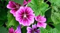 پنیرک چیست و چه خواصی دارد؟