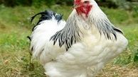 مرغ ارزان شد/ افزایش قیمت جوجه یکروزه در آینده ای نزدیک