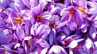 طلای سرخ ارزان شد