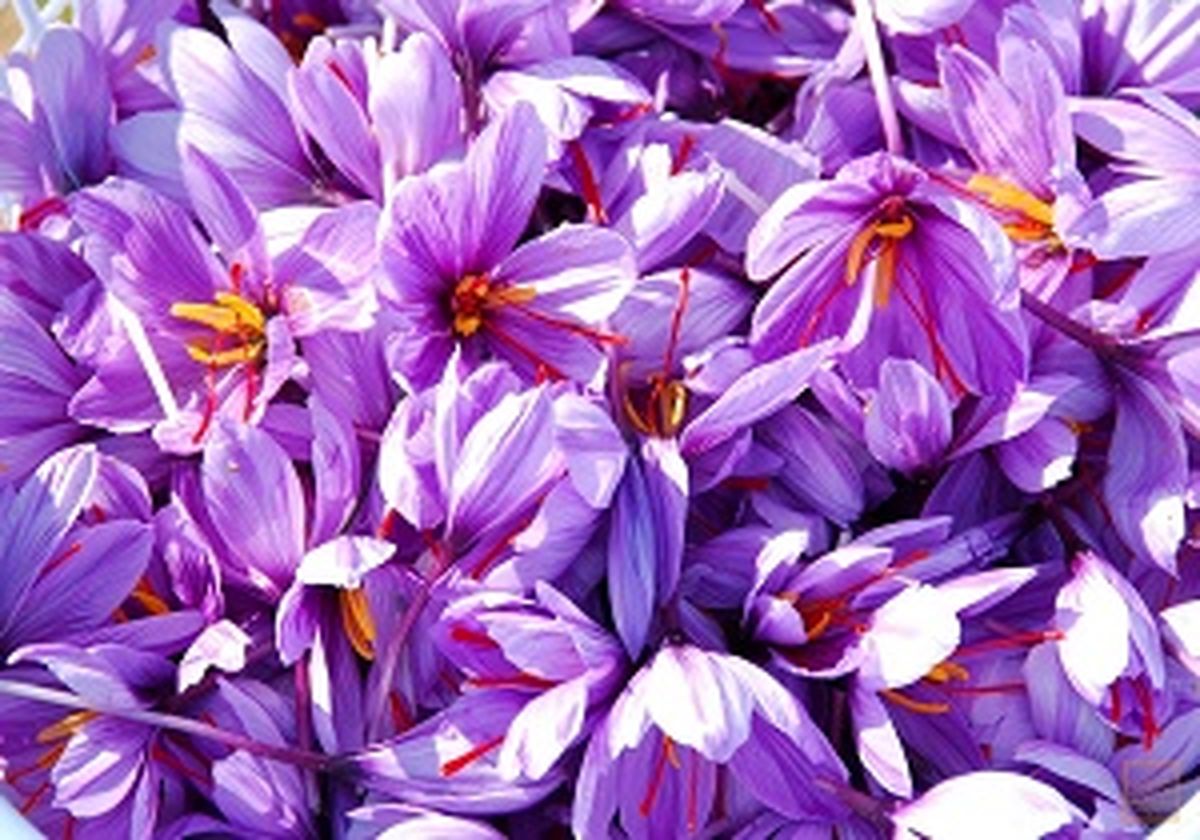 طلای سرخ ارزان شد