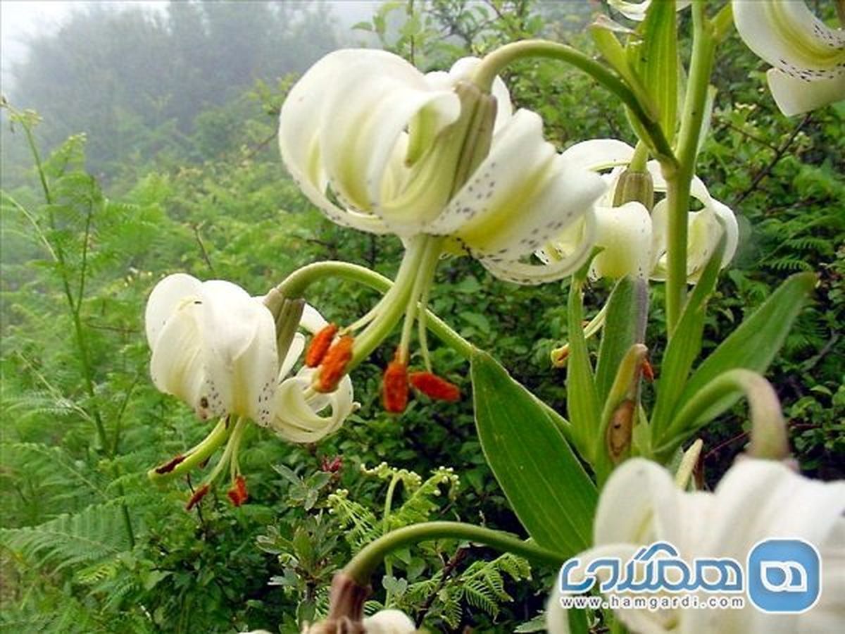 بخش هایی از طبیعت گیلان که در فهرست ثبت آثار ملی کشور قرار دارد !