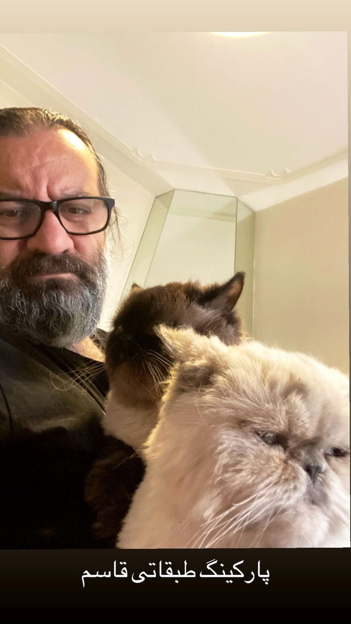 گربه های اخمو خانه آقای نویسنده + عکس