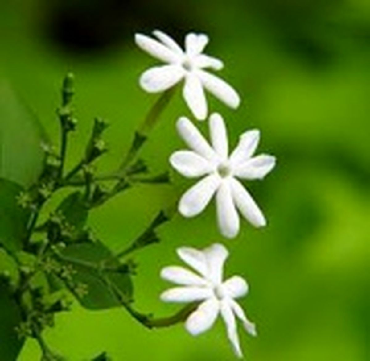 برکت چگونه حاصل می‌شود؟