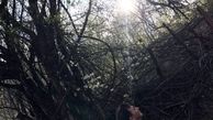 خواننده مشهور در طبیعتی شگرف + عکس