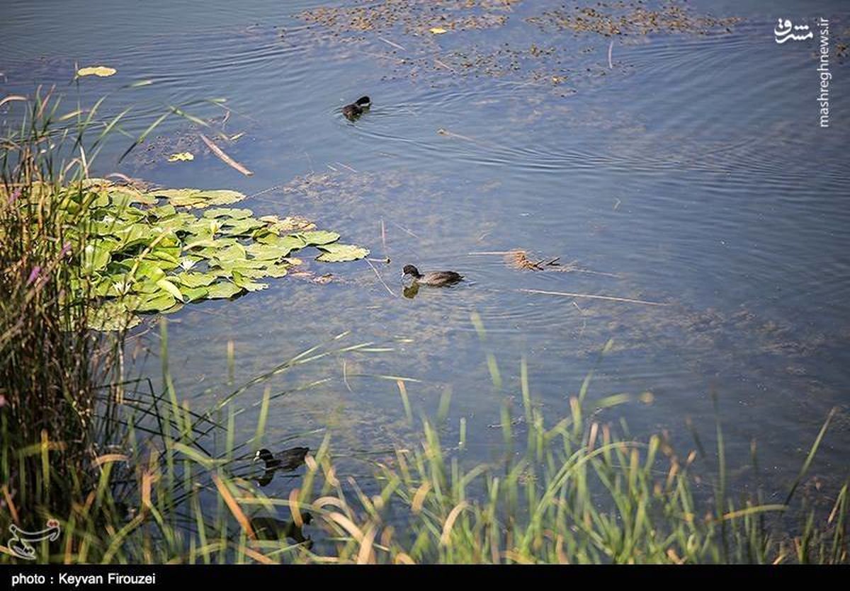 خطر در کمین بزرگترین دریاچه آب شیرین ایران