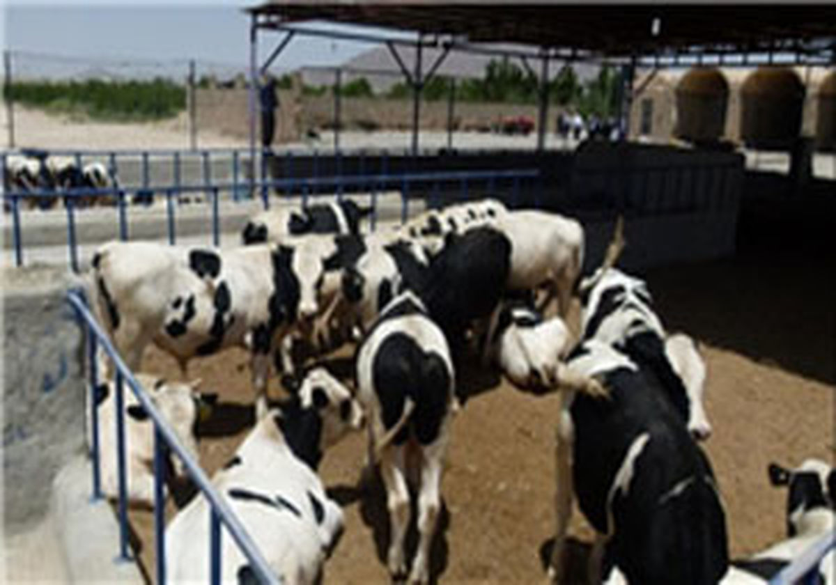دام آلوده چطور وارد کشور می شود؟ 
