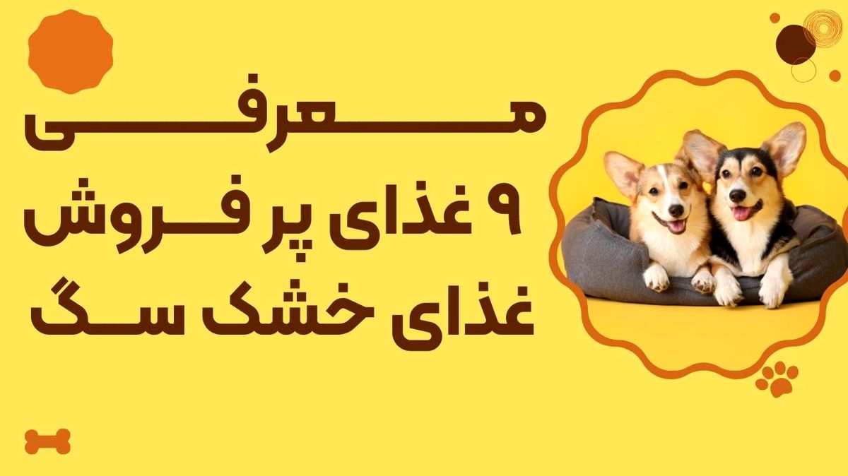 پرفروش ترین غذاهای خشک سگ؛ معرفی 9 غذای پر فروش