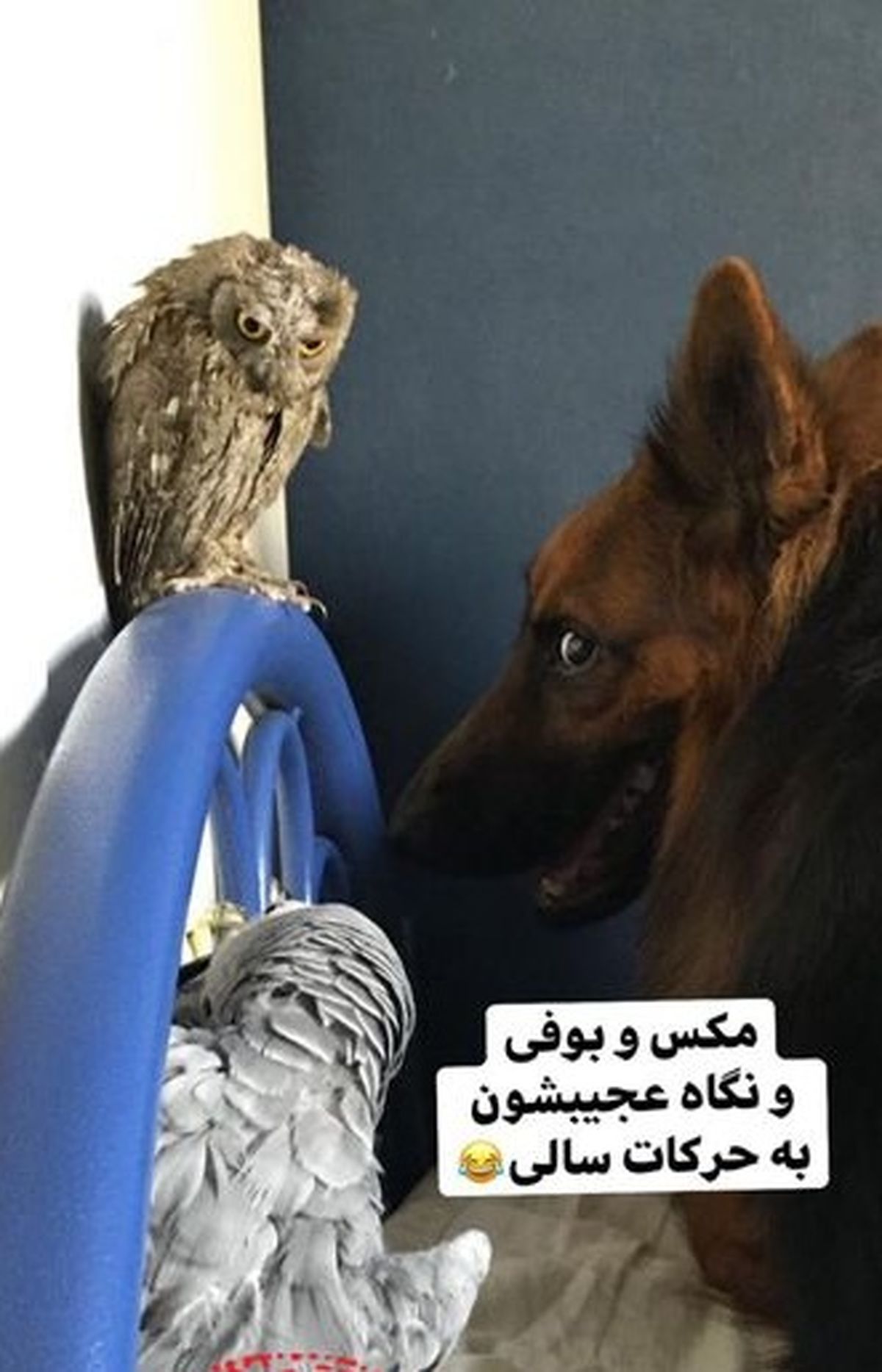 حیوانات عجیب غریب خانگی نفیسه روشن+عکس