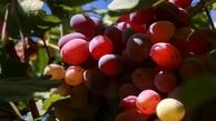 مصرف انگور ریسک ابتلا به آسم را کم می کند