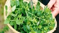 ۷ ماده غذایی غنی از آهن