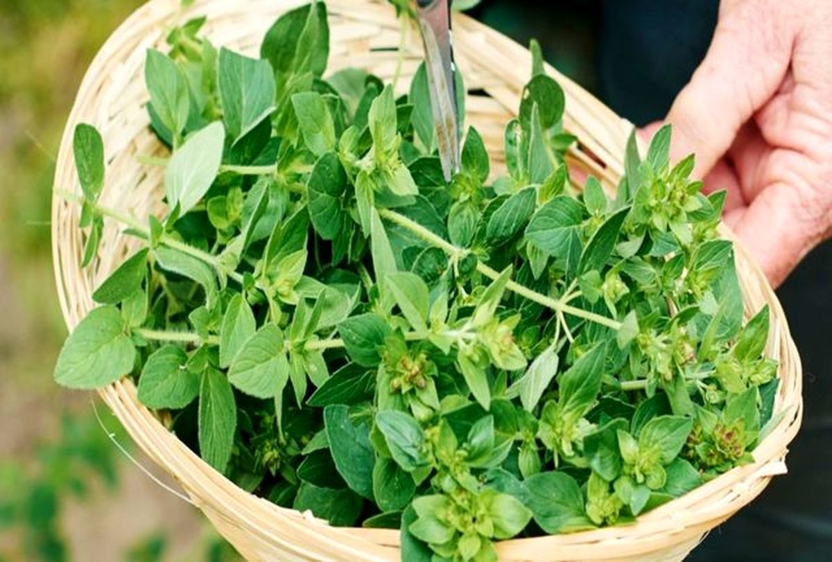 کنترل فشارخون بالا با خوردن این گیاهان