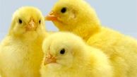 تعلل نهادهای نظارتی در برخورد با گرانی مرغ